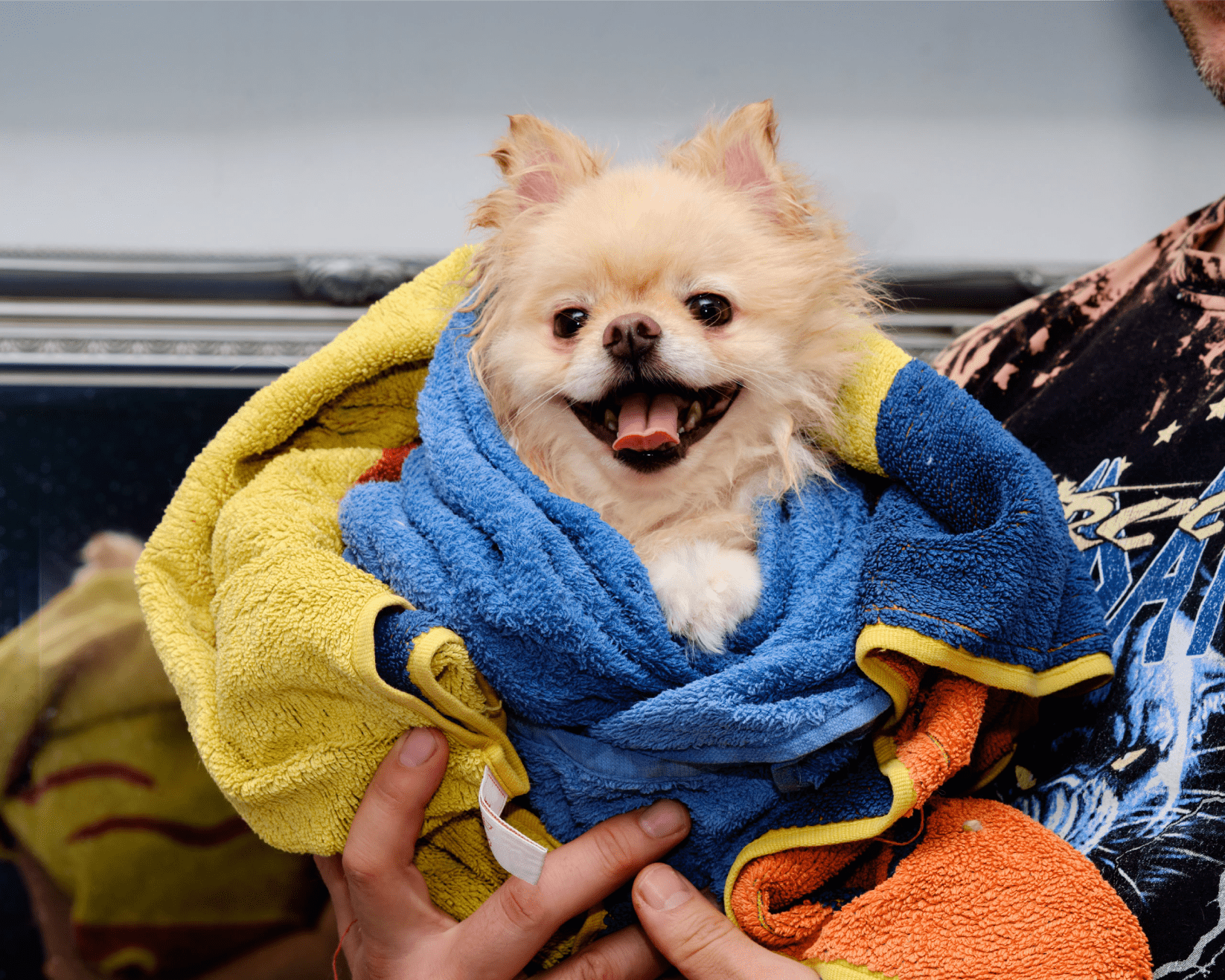 Dog wrapped up in a blanket