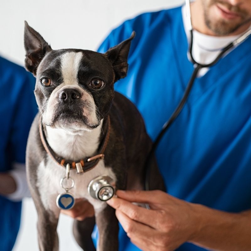 dog with vet