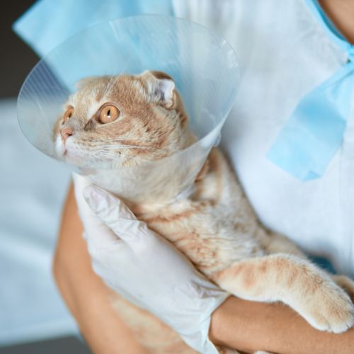 One Love Animal Hospital - pet surgery