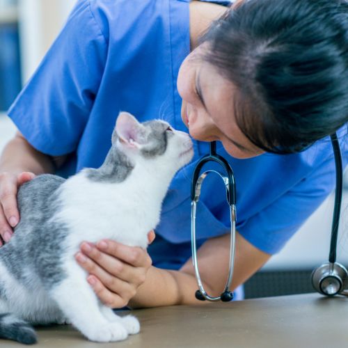 One Love Animal Hospital - pwt wellness care services - cat vet exam