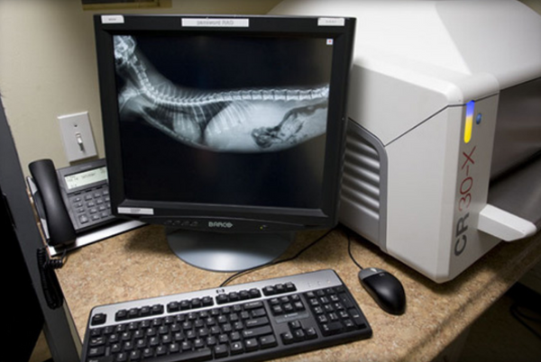 xray on a computer screen