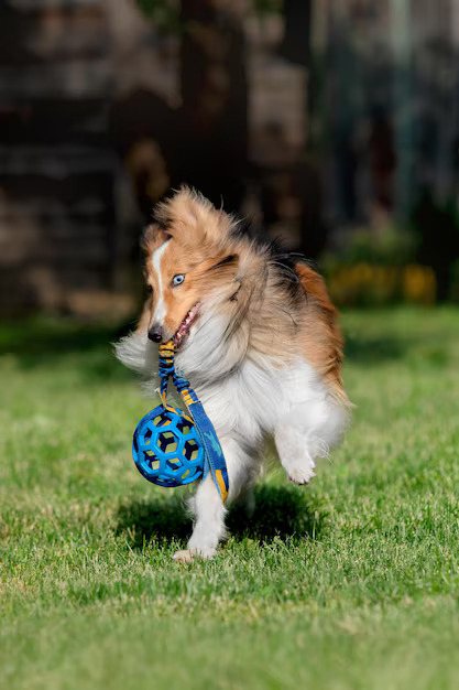 dog running with a ball