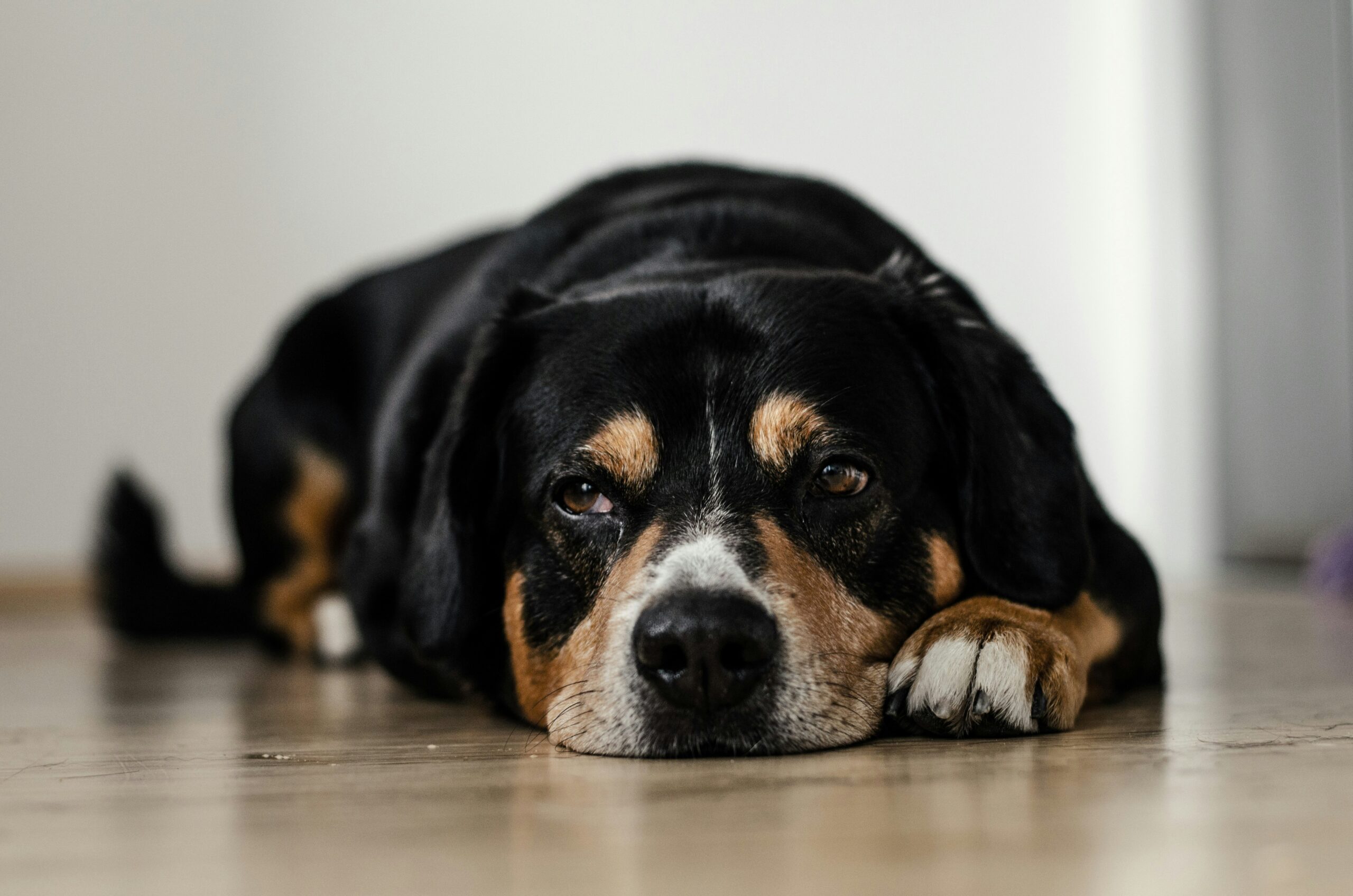 A dog lying on the floor